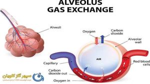 گاز اکسیژن خون چیست