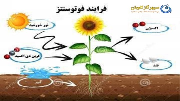 گاز اکسیژن از برگ وارد هوای محیط زیست می شود